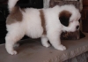 AKC-Registered-saint-bernard-puppies-