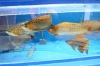 AQUARIUM-ASIAN-AROWANA-FISHES-SUCH-LIKE-SUPER-RED-CHILLI-RED-GOLDEN-X-BACK-etc-