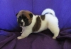 home-raised-akita-pupy-for-homes