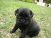 -pug-puppies-for-adoption